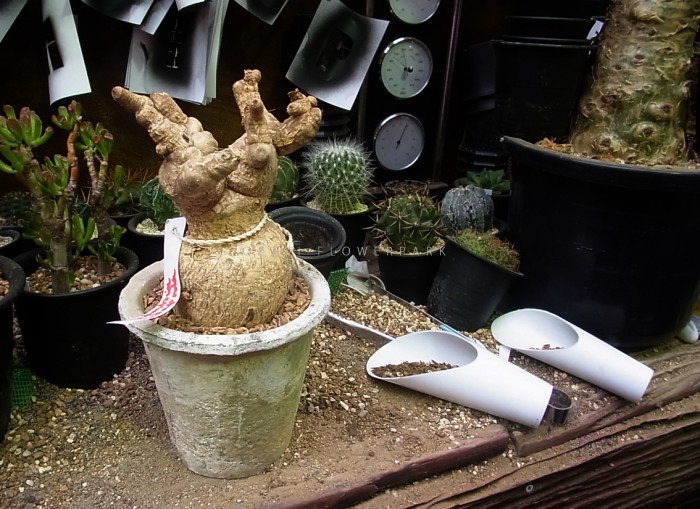 アデニウム3