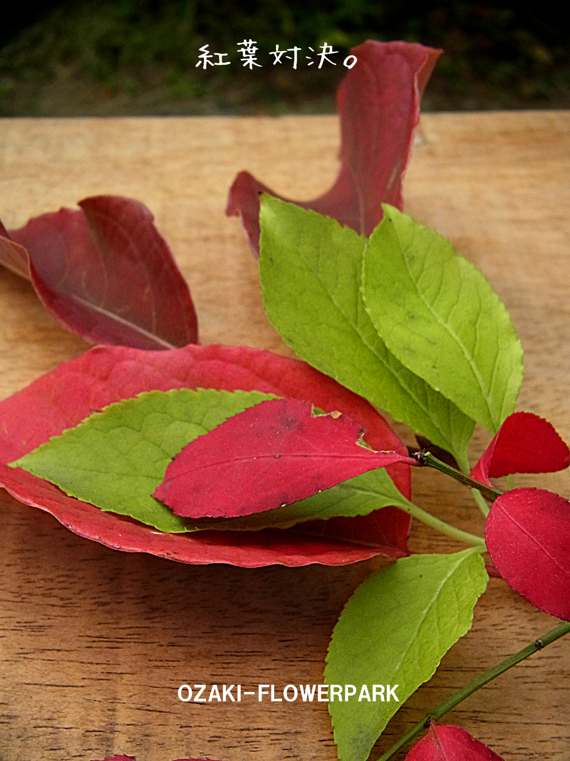 ニシキギ オザキフラワーパーク Staffblog