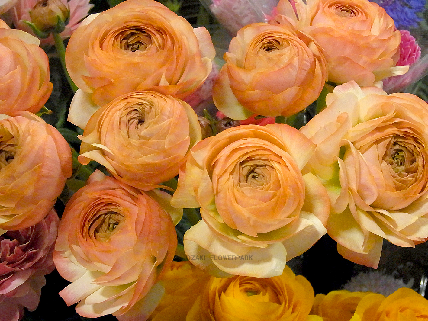 生花 ラナンキュラス希少花で春満開 オザキフラワーパーク Staffblog