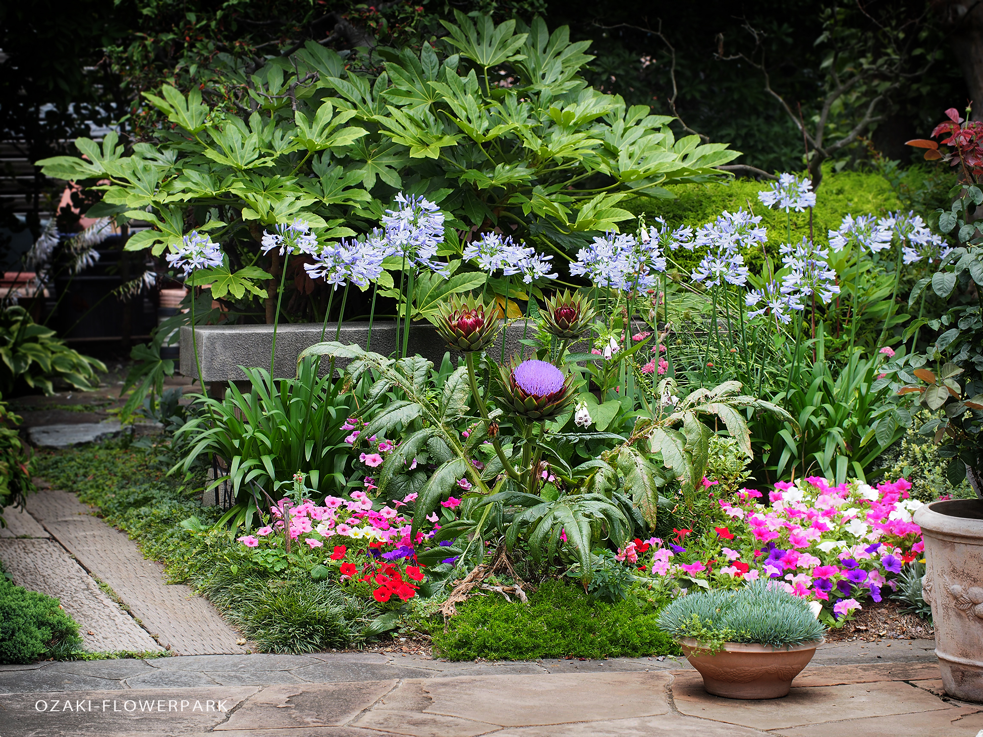 アーティーチョーク巨大美花が咲きました オザキフラワーパーク Staffblog