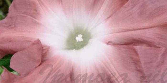 あさがお 団十郎 他 少数入荷 オザキフラワーパーク Staffblog