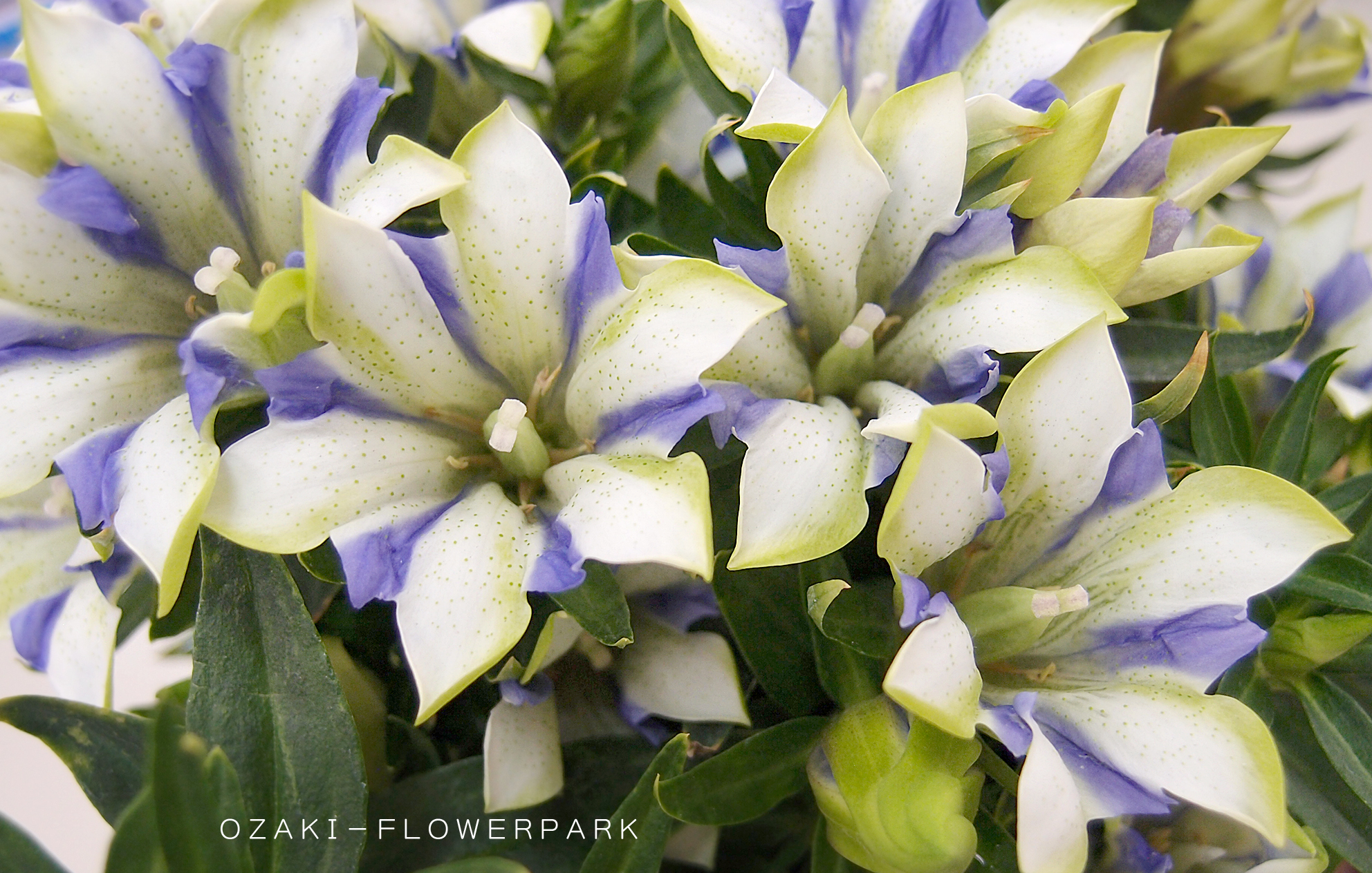 秋の花りんどう心美白寿 オザキフラワーパーク Staffblog