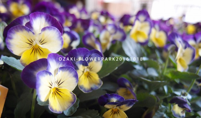 10 18 草花ビオラ名無しの正体 オザキフラワーパーク Staffblog