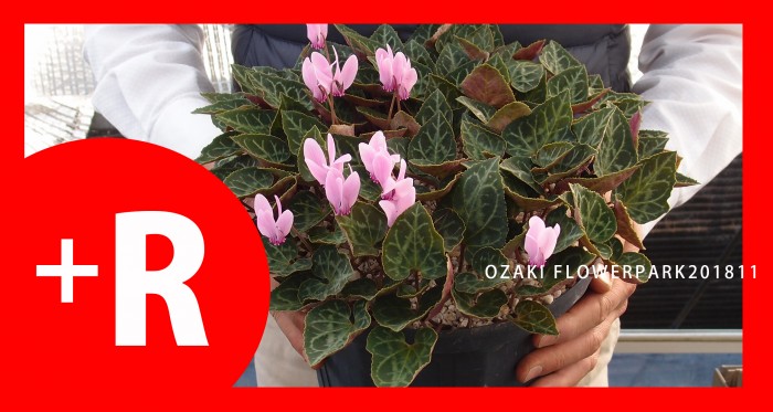 花苗 植木 オザキフラワーパーク Staffblog