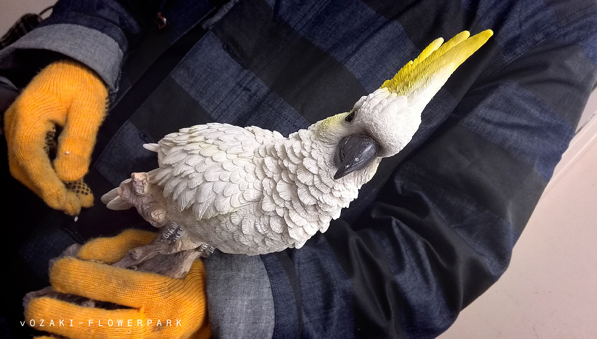 南国の鳥 癒しのかめ オザキフラワーパーク Staffblog