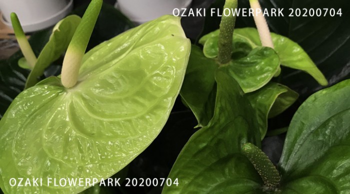 049-700x389