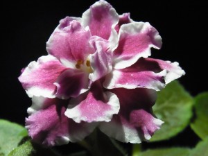 068
