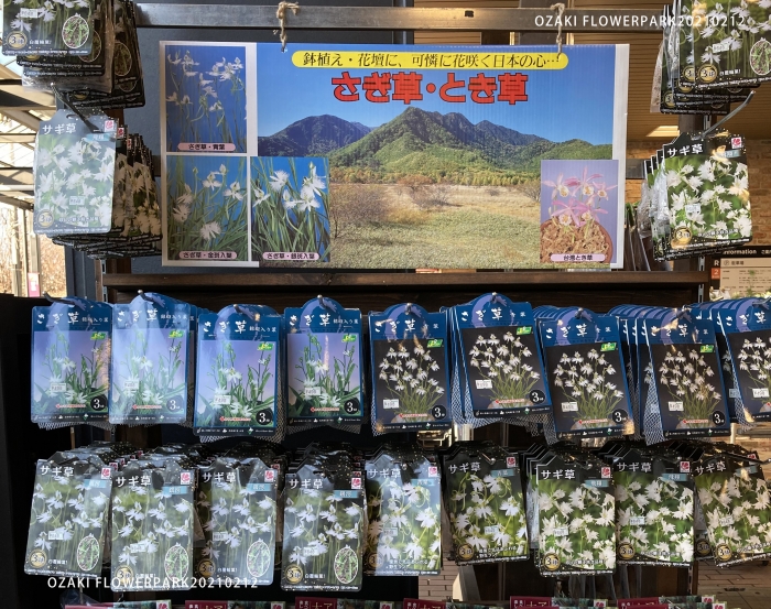 さぎ草のコピー