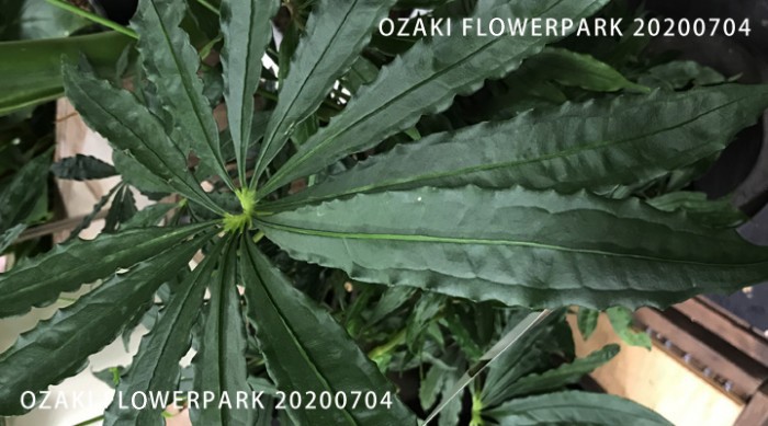 12-700x389