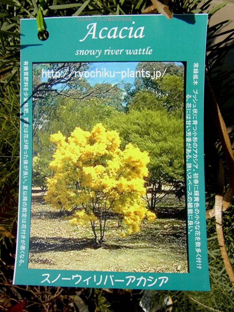 20130210_04_suowwiribaakashia