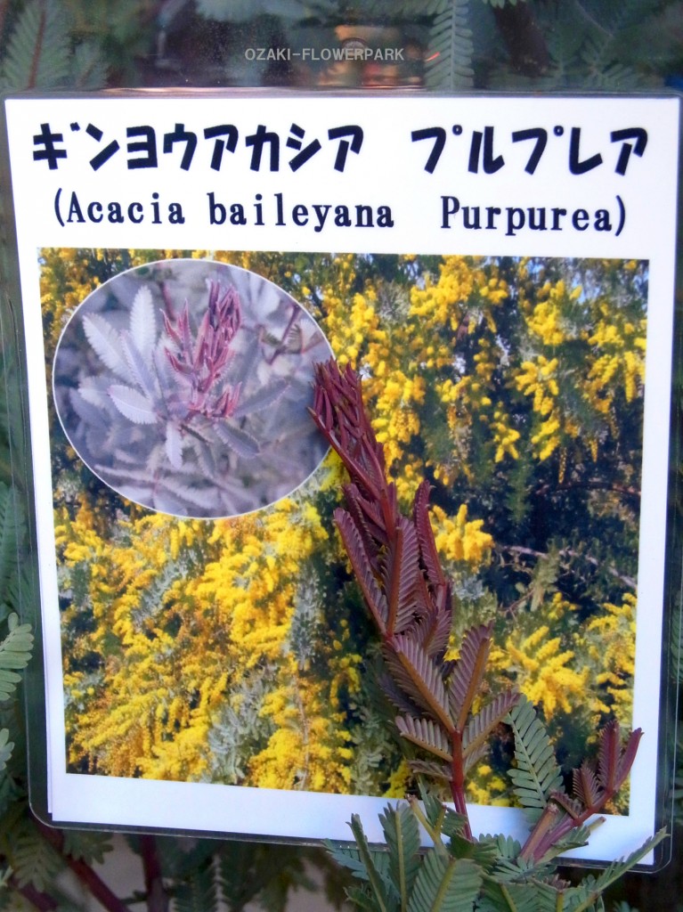 20130210_5_akashiapurupurea