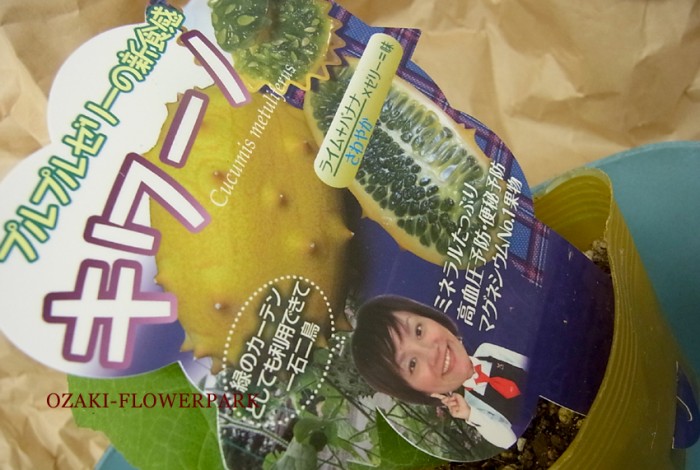 20130418 kiwano