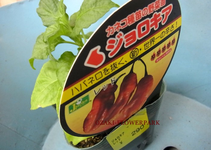 ハバネロを抜く辛さ世界一 ジョロキア オザキフラワーパーク Staffblog