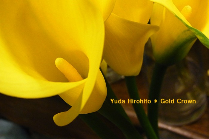 20130419_yuda2
