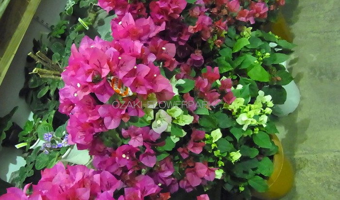 20130503_bugen
