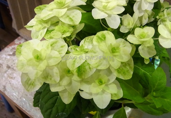 20130503_mido