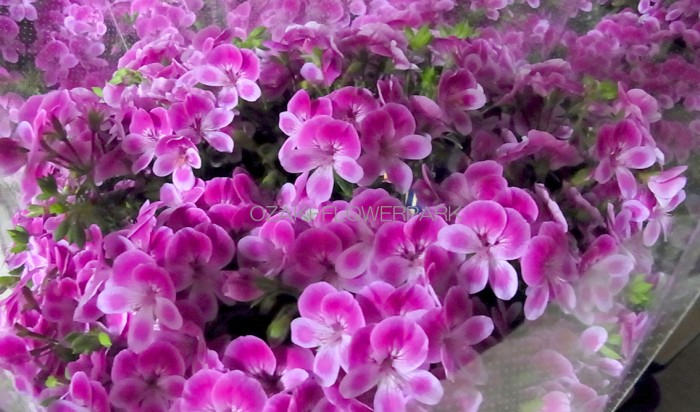20130503_minipera