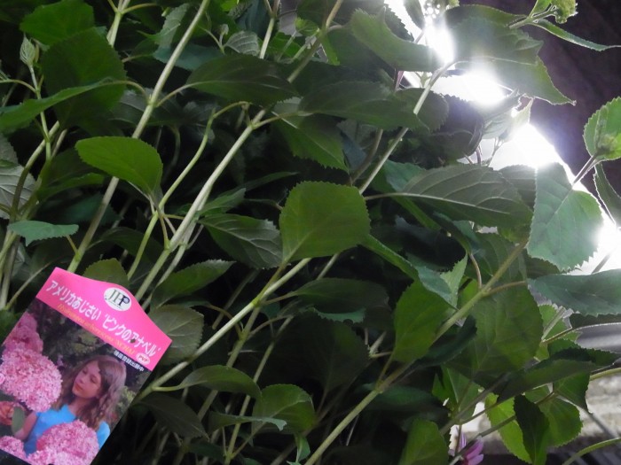 20130503_pink