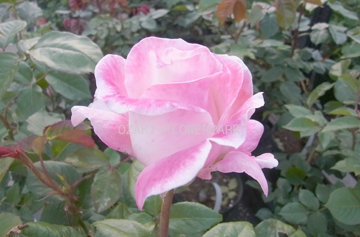 20130505-1