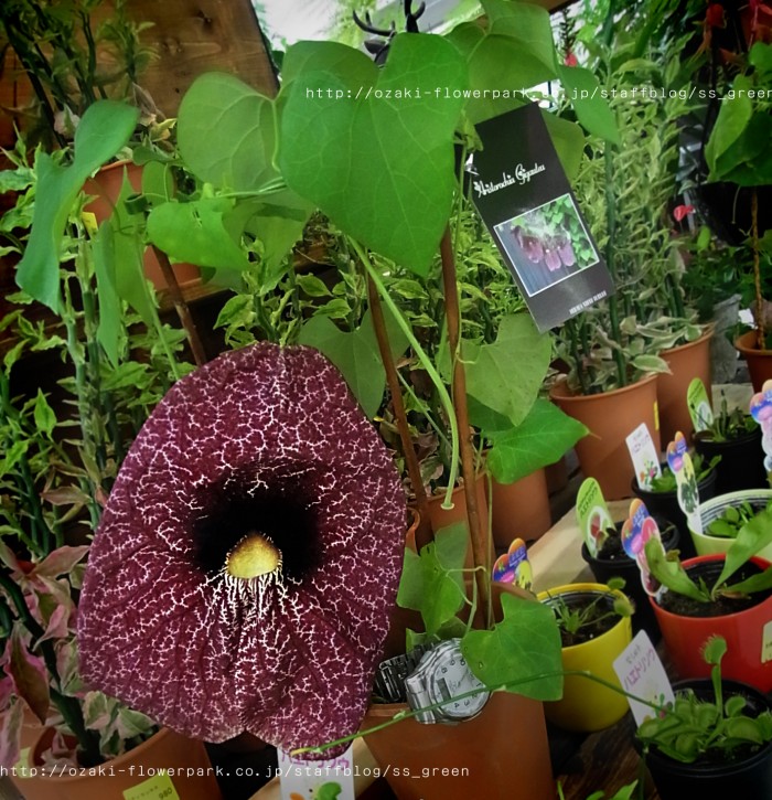20130615_arisutorokia