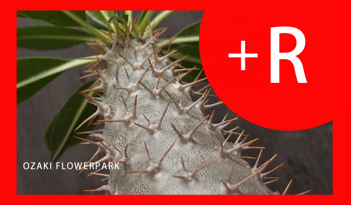 サボテン 多肉 レアもの オザキフラワーパーク Staffblog