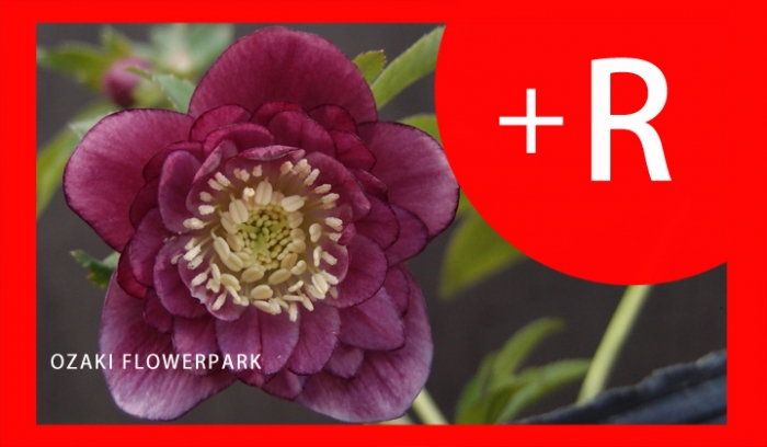 Web通販 12 19 21 00 シクラメン クリスマスローズ オザキフラワーパーク Staffblog