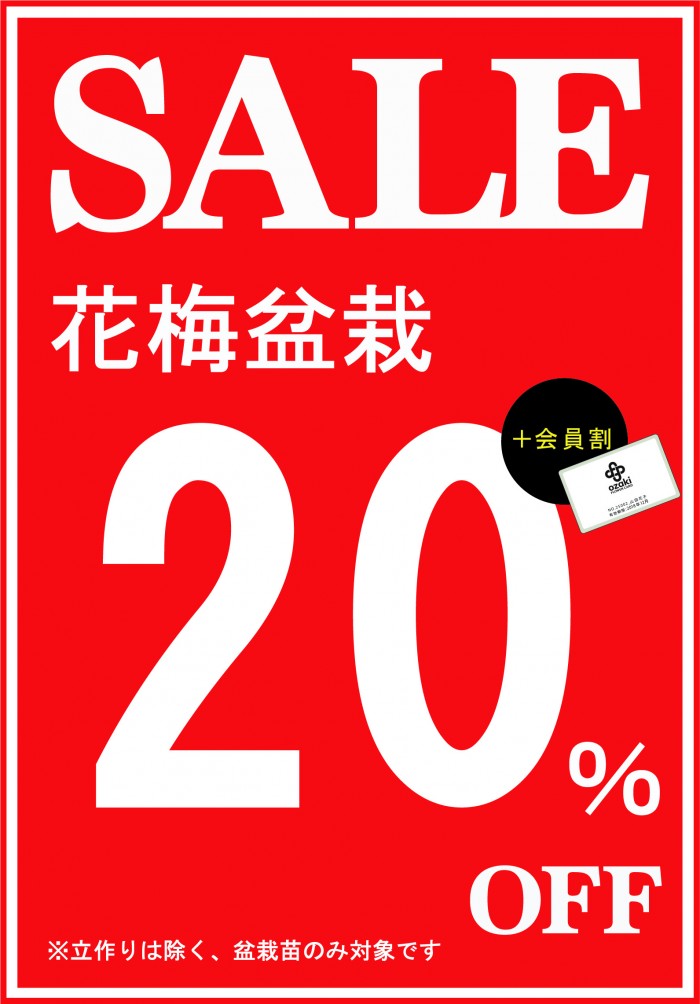 花梅盆栽_20%OFF_0207