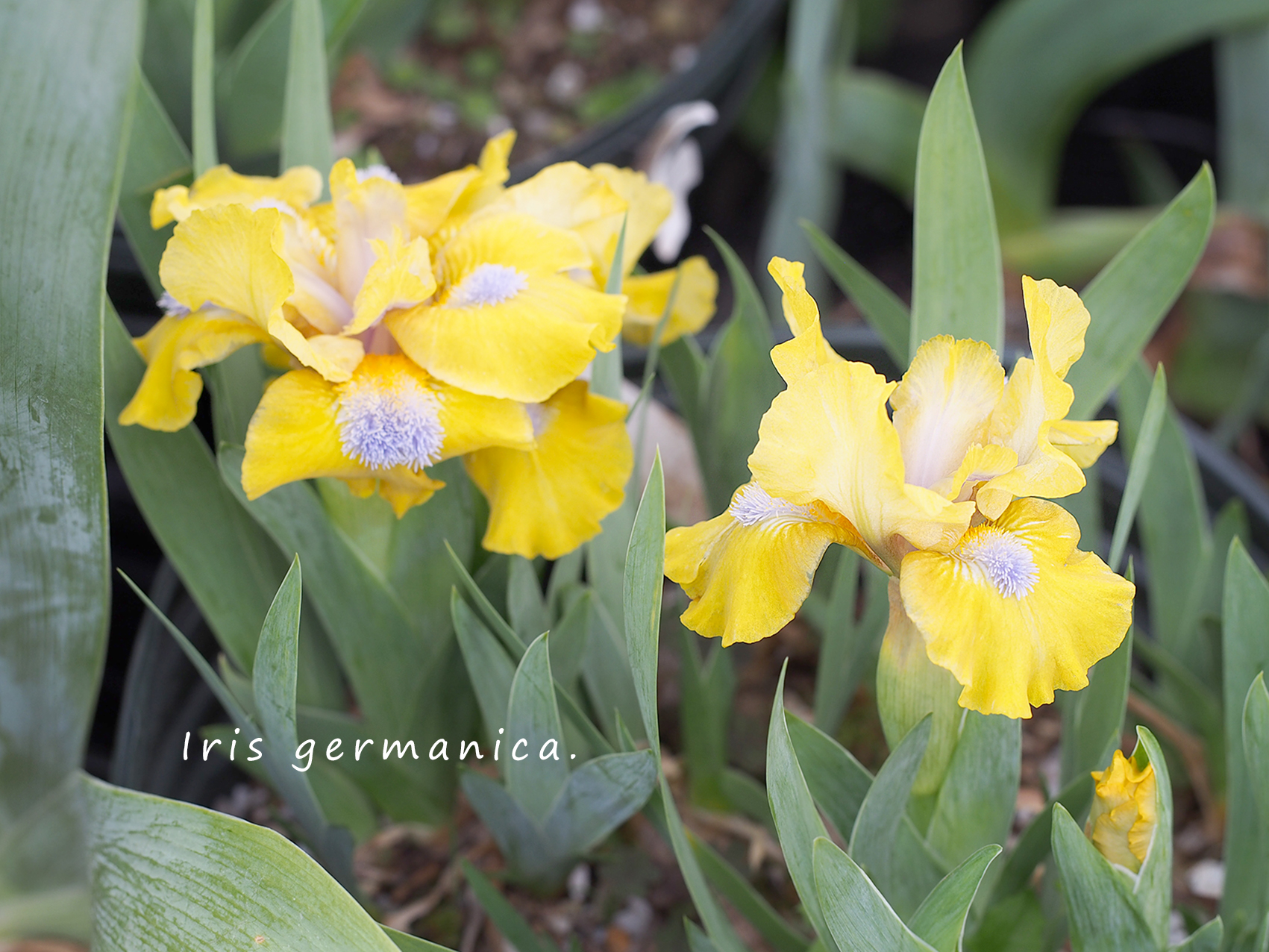 ドワーフタイプ ジャーマンアイリス オザキフラワーパーク Staffblog