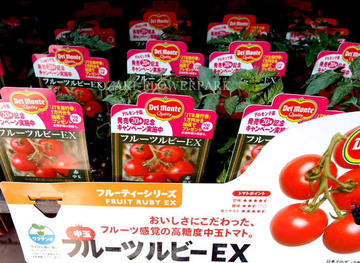 トマト20130413_005