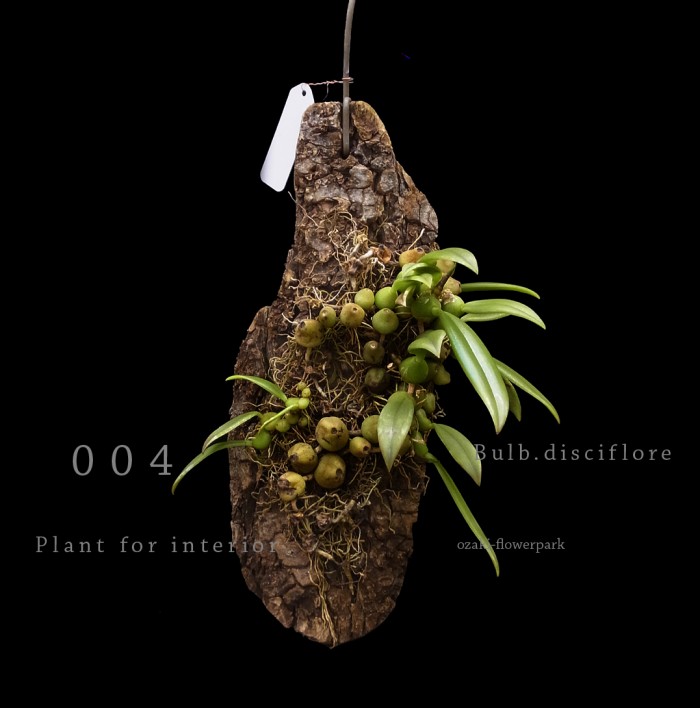 Bulb.disciflore