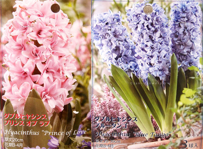 珍しい八重咲きヒヤシンス２種 オザキフラワーパーク Staffblog
