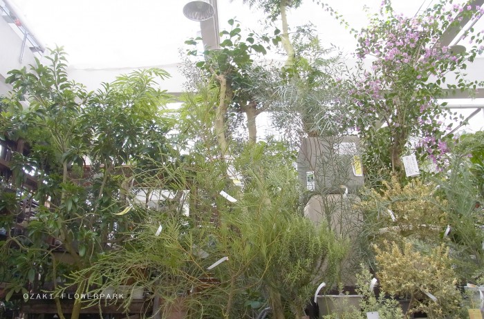 観葉植物