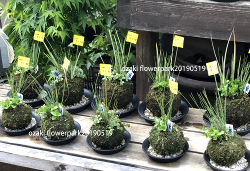 20190519K苔玉2