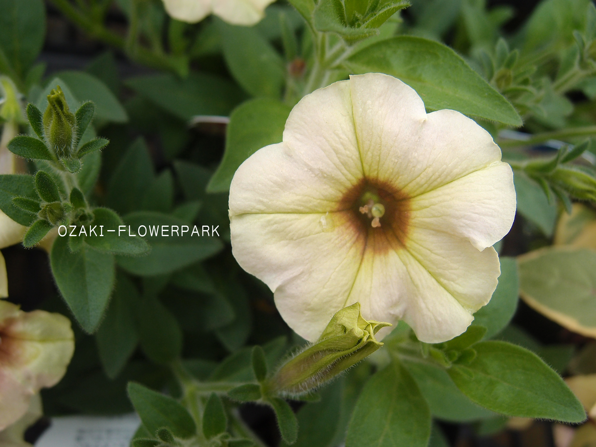 和ペチュニア オザキフラワーパーク Staffblog