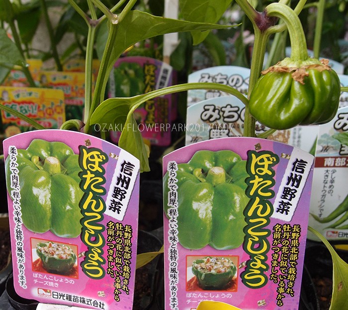 野菜 オザキフラワーパーク Staffblog