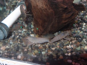 african-giant-rock-shrimp