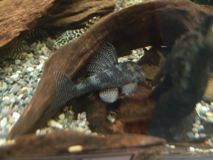 alabesc