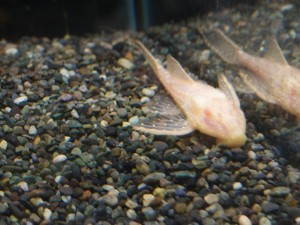 albinoagua