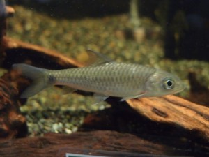 alowana-carp