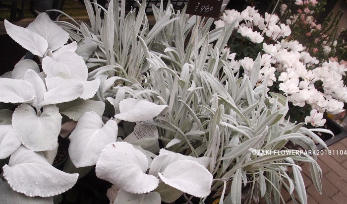 Staffblog オザキフラワーパーク Staffblog