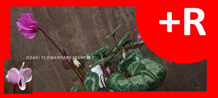 アネモネ パブニナ イングリッシュブルーベル レア原シク 横山園芸 オザキフラワーパーク Staffblog