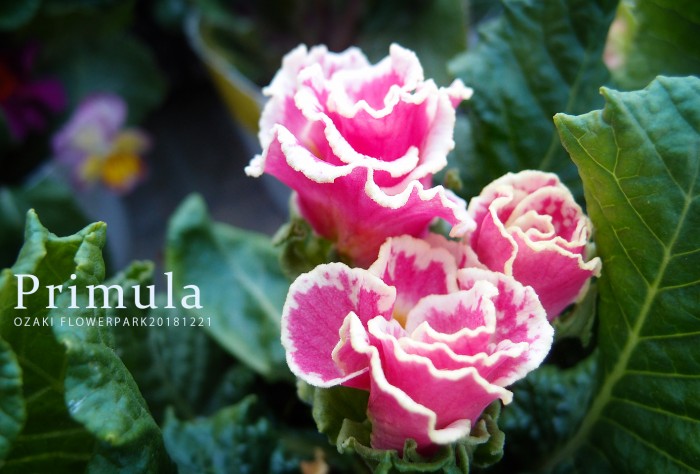 プリムラ サクラソウ アラカルト 18 12 冬の花 オザキフラワーパーク Staffblog