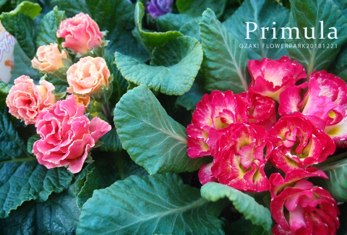 プリムラ サクラソウ アラカルト 18 12 冬の花 オザキフラワーパーク Staffblog