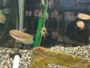 betta-pai2