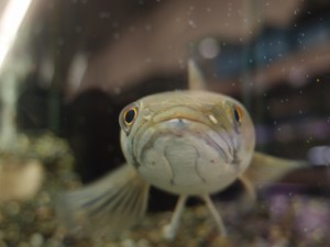 black-snakehead1