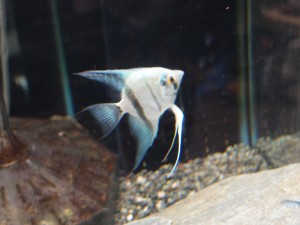 blue-angel-fish2