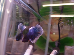 blue-butterfly2