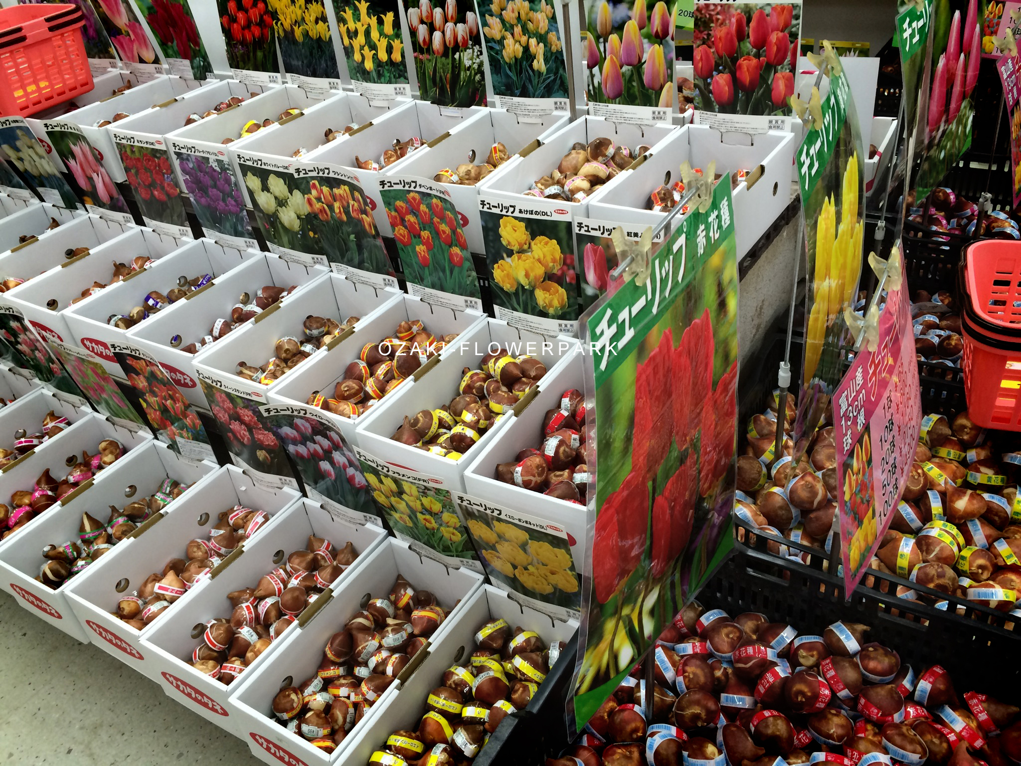 タネ球根 オザキフラワーパーク Staffblog