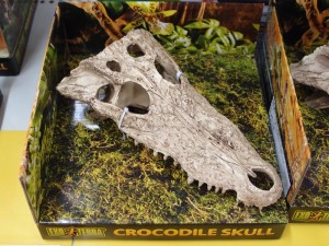 crocodile-skull