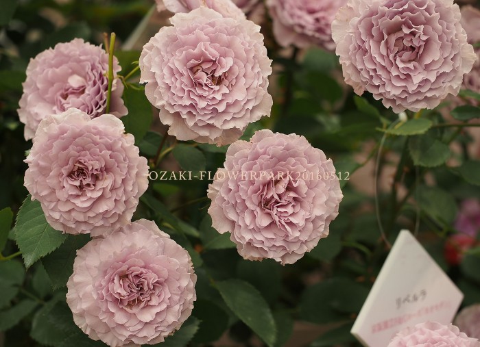 参考 国際バラとガーデニングショウ16 オザキフラワーパーク Staffblog